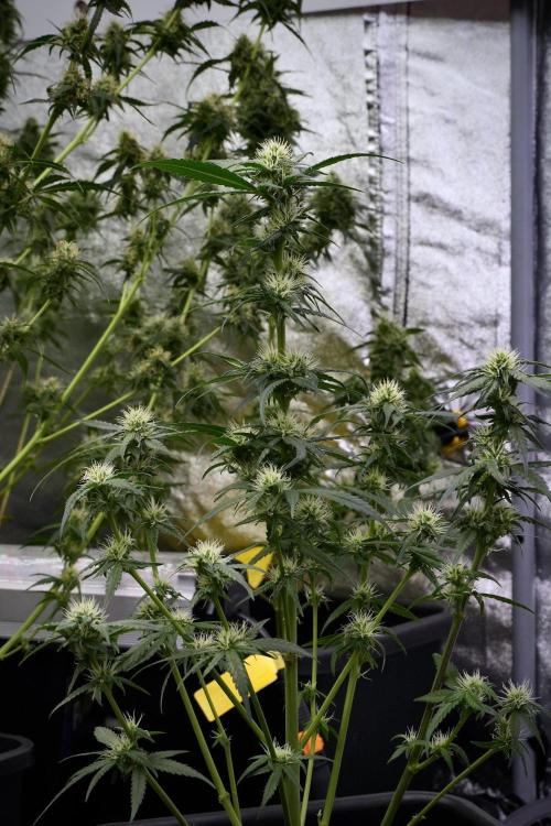 Pheno B Blueberry  Muffin by Zamnesia. Week 9 - Pheno B Blueberry Muffin
