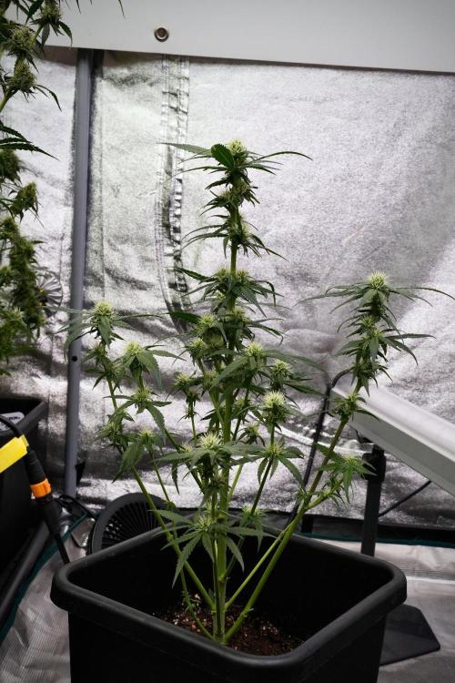 Pheno B Blueberry  Muffin by Zamnesia. Week 9 - Pheno B Blueberry Muffin