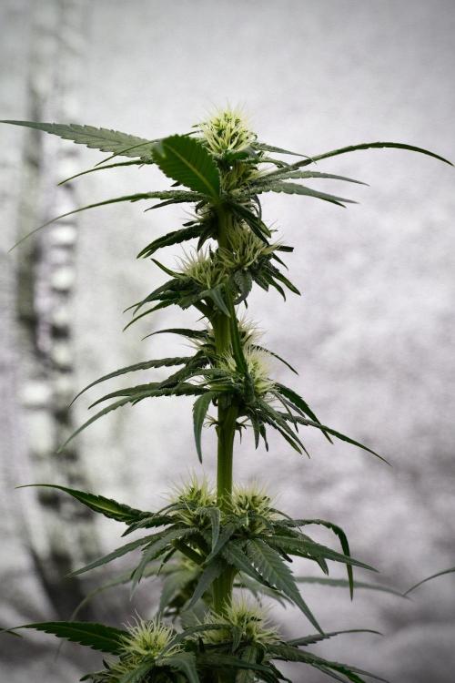 Pheno B Blueberry  Muffin by Zamnesia. Week 9 - Pheno B Blueberry Muffin