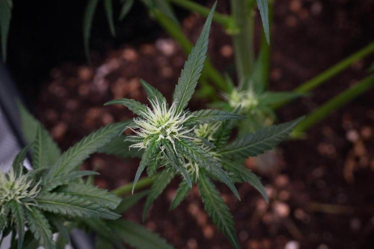 Pheno B Blueberry  Muffin by Zamnesia. Week 9 - Pheno B Blueberry Muffin