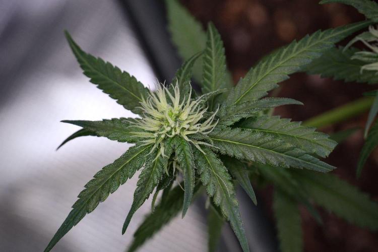 Pheno B Blueberry  Muffin by Zamnesia. Week 9 - Pheno B Blueberry Muffin