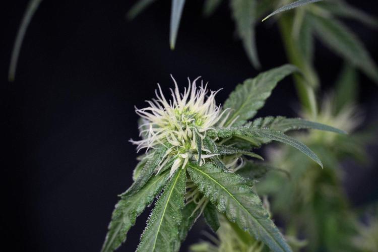Pheno B Blueberry  Muffin by Zamnesia. Week 9 - Pheno B Blueberry Muffin