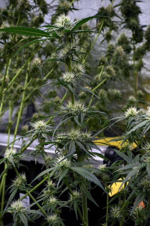 Pheno B Blueberry  Muffin by Zamnesia. Week 9 - Pheno B Blueberry Muffin