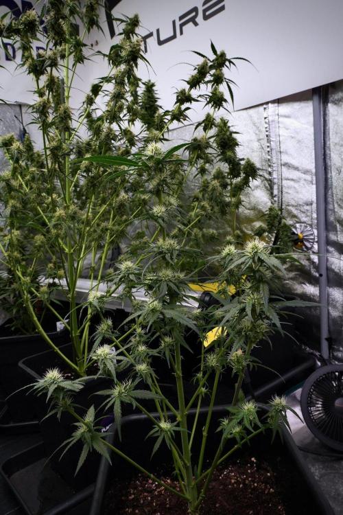 Pheno B Blueberry  Muffin by Zamnesia. Week 9 - Pheno B Blueberry Muffin