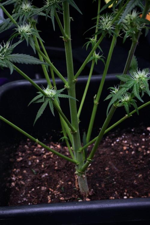 Pheno B Blueberry  Muffin by Zamnesia. Week 9 - Pheno B Blueberry Muffin