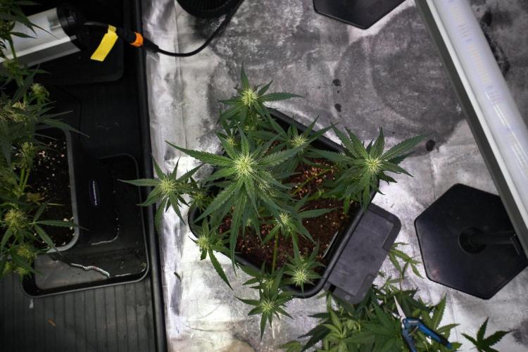 Pheno B Blueberry  Muffin by Zamnesia. Week 9 - Pheno B Blueberry Muffin