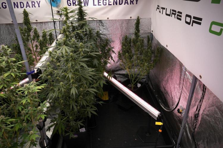 Pheno B Blueberry  Muffin by Zamnesia. Week 9 - room and vibes 