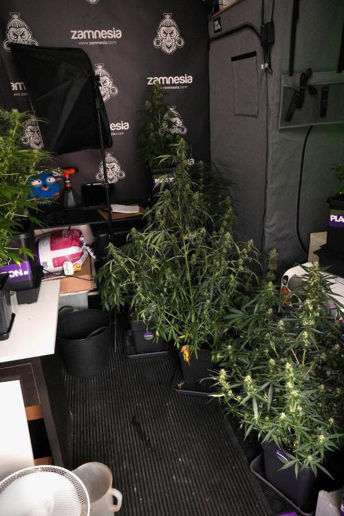 Pheno B Blueberry  Muffin by Zamnesia. Week 9 - room and vibes 