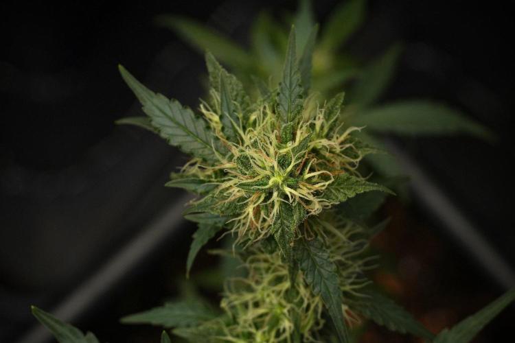 Cash Express By Zamnesia Pheno A. Week 9 - Cash Express By Zamnesia Pheno A