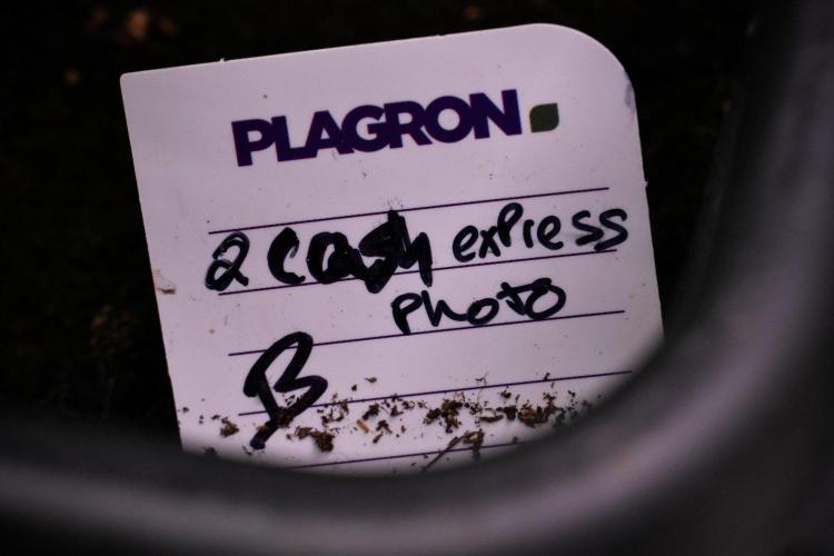 Pheno B Cash Express By Zamnesia. Week 9 - Pheno B Cash Express