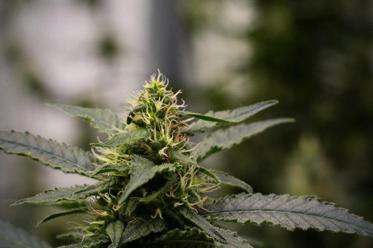 Pheno B Cash Express By Zamnesia. Week 9 - Pheno B Cash Express