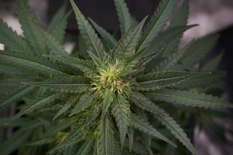 Pheno B Cash Express By Zamnesia. Week 9 - Pheno B Cash Express