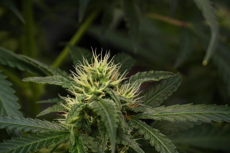 Pheno B Cash Express By Zamnesia. Week 9 - Pheno B Cash Express