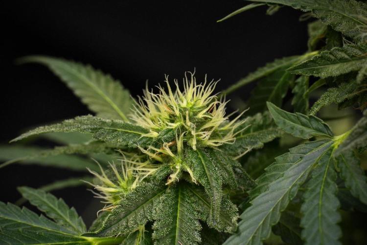 Pheno B Cash Express By Zamnesia. Week 9 - Pheno B Cash Express