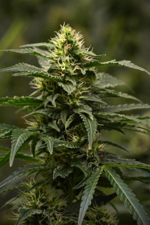 Pheno B Cash Express By Zamnesia. Week 9 - Pheno B Cash Express