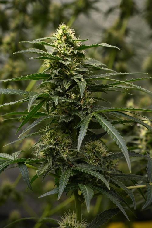 Pheno B Cash Express By Zamnesia. Week 9 - Pheno B Cash Express