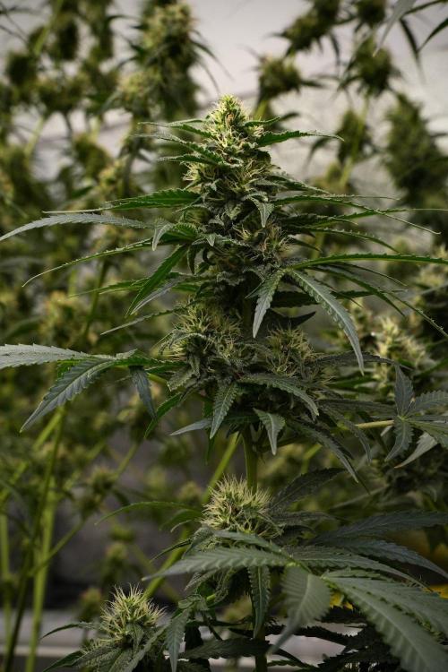 Pheno B Cash Express By Zamnesia. Week 9 - Pheno B Cash Express