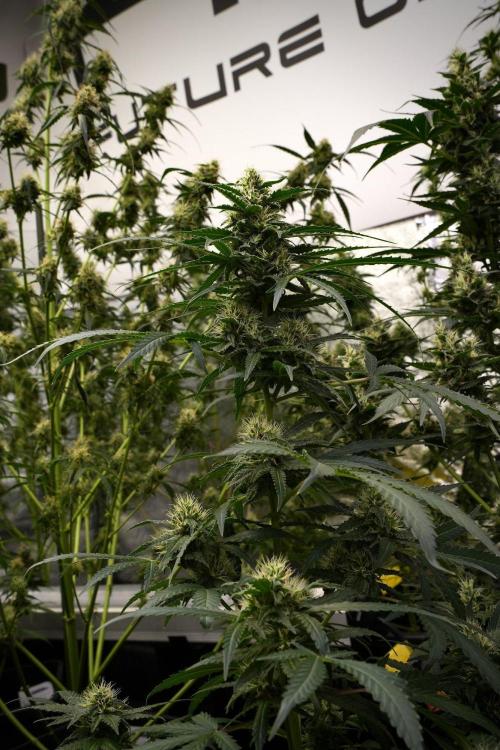 Pheno B Cash Express By Zamnesia. Week 9 - Pheno B Cash Express