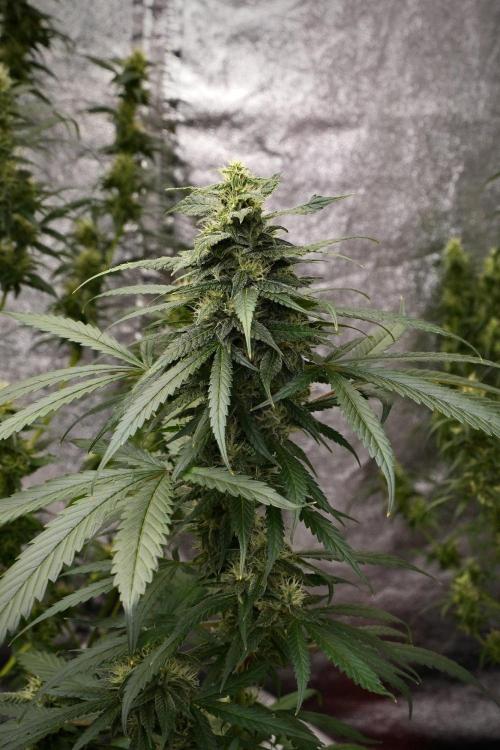 Chem Brulee By Zamnesia Pheno A. Week 9 - Chem Brulee Pheno A