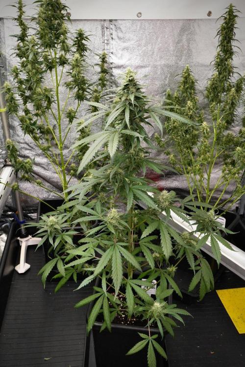 Chem Brulee By Zamnesia Pheno A. Week 9 - Chem Brulee Pheno A