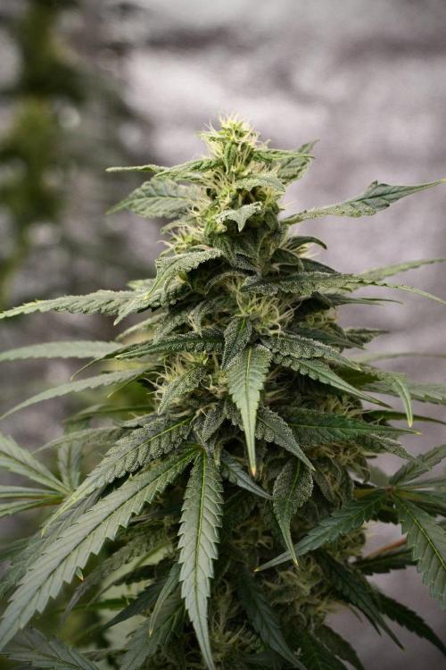 Chem Brulee By Zamnesia Pheno A. Week 9 - Chem Brulee Pheno A