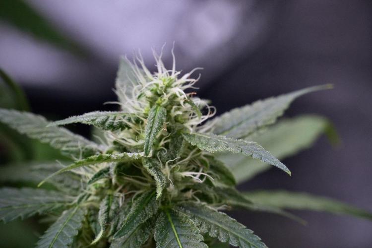 Chem Brulee By Zamnesia Pheno A. Week 9 - Chem Brulee Pheno A