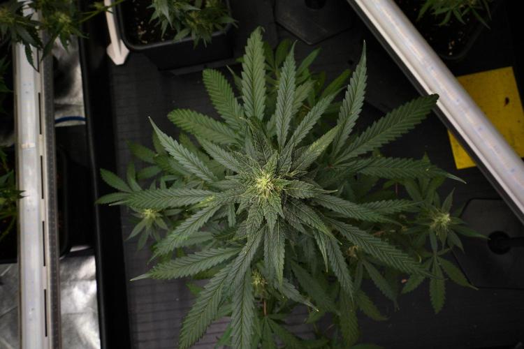 Chem Brulee By Zamnesia Pheno A. Week 9 - Chem Brulee Pheno A