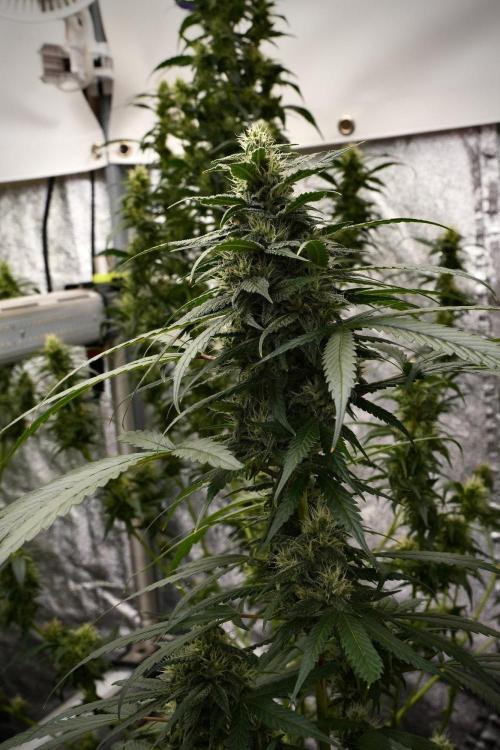 Chem Brulee By Zamnesia Pheno A. Week 9 - Chem Brulee Pheno A