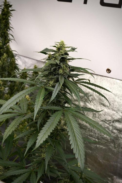 Chem Brulee By Zamnesia Pheno A. Week 9 - Chem Brulee Pheno A