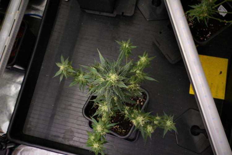 Chem Brulee By Zamnesia Pheno A. Week 9 - Chem Brulee Pheno A