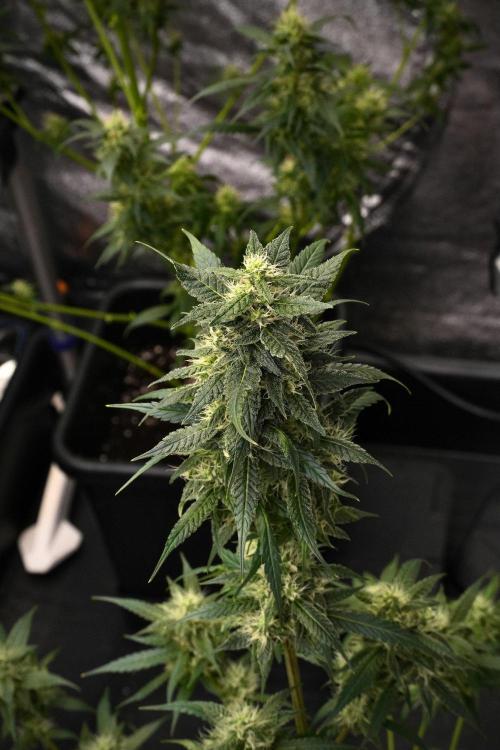 Chem Brulee By Zamnesia Pheno A. Week 9 - Chem Brulee Pheno A