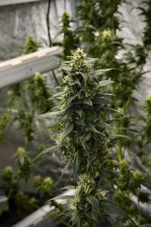 Chem Brulee By Zamnesia Pheno A. Week 9 - Chem Brulee Pheno A