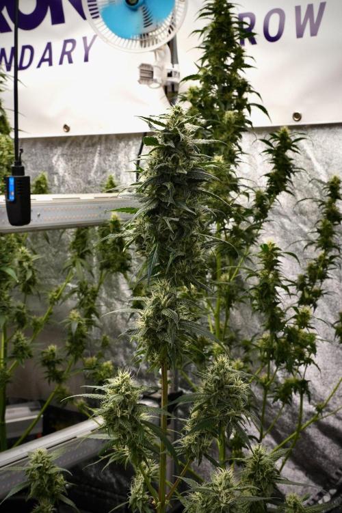 Chem Brulee By Zamnesia Pheno A. Week 9 - Chem Brulee Pheno A