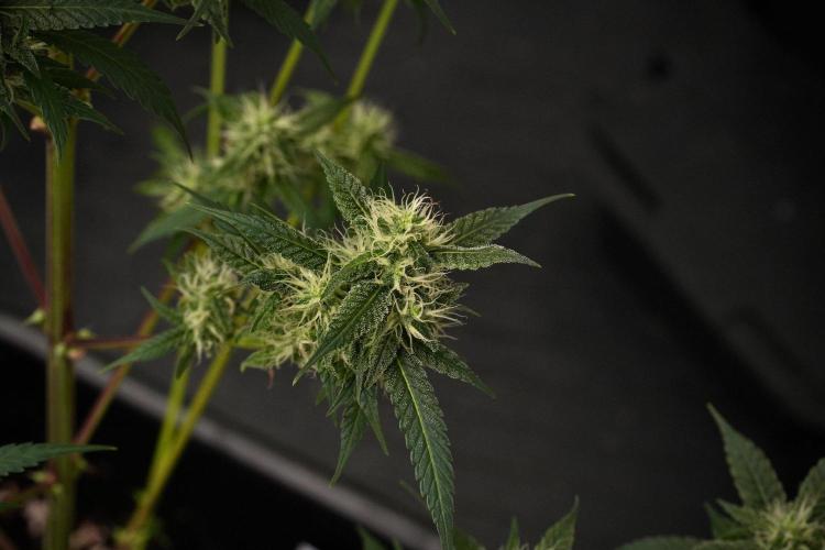 Chem Brulee By Zamnesia Pheno A. Week 9 - Chem Brulee Pheno A