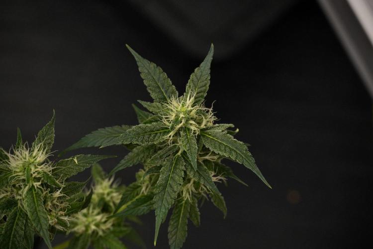 Chem Brulee By Zamnesia Pheno A. Week 9 - Chem Brulee Pheno A