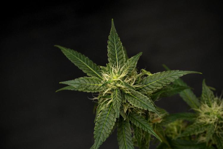 Chem Brulee By Zamnesia Pheno A. Week 9 - Chem Brulee Pheno A