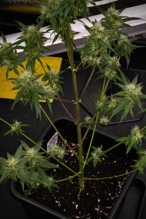 Chem Brulee By Zamnesia Pheno A. Week 9 - Chem Brulee Pheno A