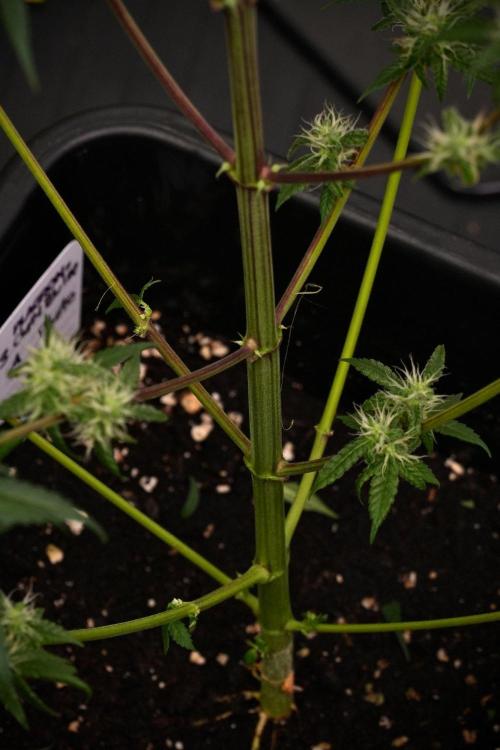 Chem Brulee By Zamnesia Pheno A. Week 9 - Chem Brulee Pheno A