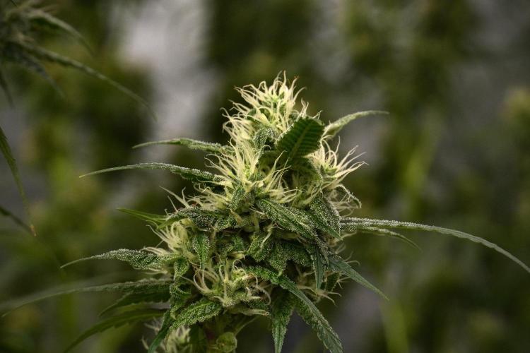 Chem Brulee By Zamnesia Pheno A. Week 9 - Chem Brulee Pheno A