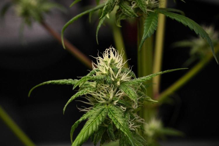 Chem Brulee By Zamnesia Pheno A. Week 9 - Chem Brulee Pheno A