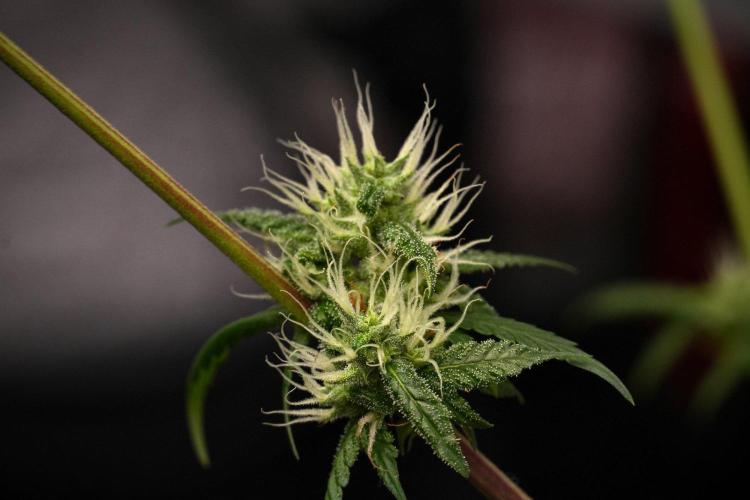 Chem Brulee By Zamnesia Pheno A. Week 9 - Chem Brulee Pheno A
