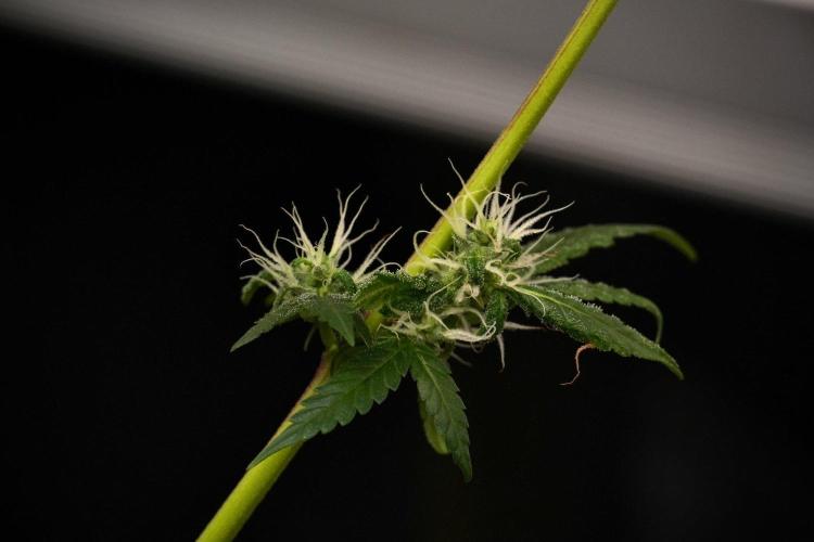 Chem Brulee By Zamnesia Pheno A. Week 9 - Chem Brulee Pheno A