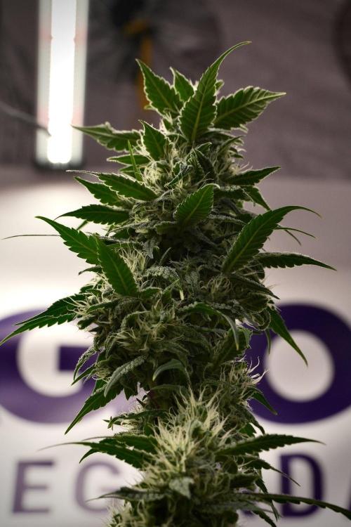 Chem Brulee By Zamnesia Pheno A. Week 9 - Chem Brulee Pheno A