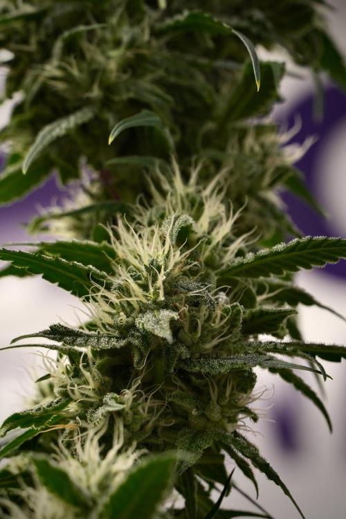 Chem Brulee By Zamnesia Pheno A. Week 9 - Chem Brulee Pheno A