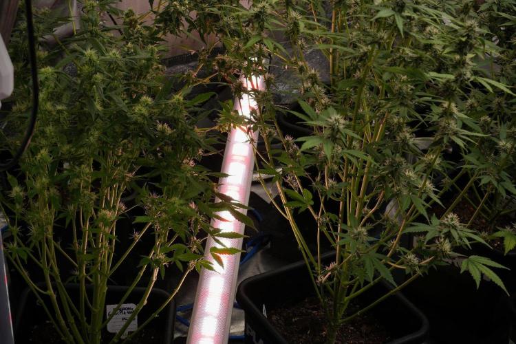 Chem Brulee By Zamnesia Pheno A. Week 9 - Room and Vibes 
