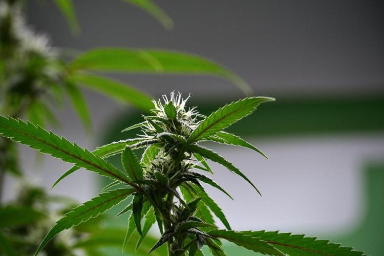 Pheno B Chem Brulee By Zamnesia. Week 9 - Pheno B Chem Brulee