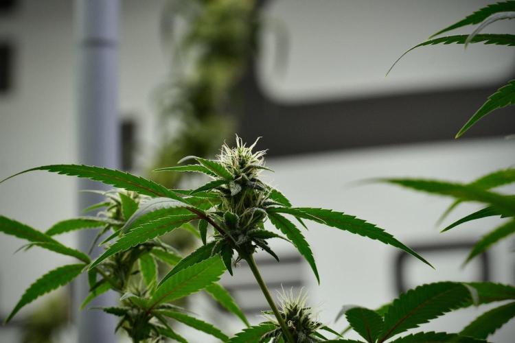 Pheno B Chem Brulee By Zamnesia. Week 9 - Pheno B Chem Brulee