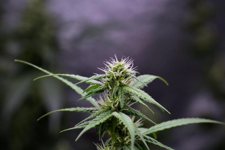 Pheno B Chem Brulee By Zamnesia. Week 9 - Pheno B Chem Brulee