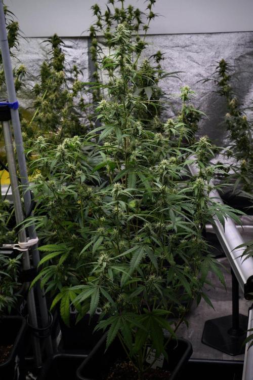 Pheno B Chem Brulee By Zamnesia. Week 9 - Pheno B Chem Brulee
