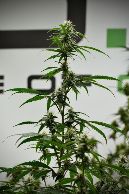 Pheno B Chem Brulee By Zamnesia. Week 9 - Pheno B Chem Brulee